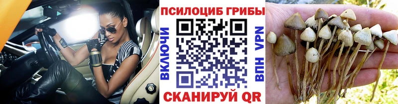маркетплейс как зайти ссылка на мегу Зея Галлюциногенные грибы Psilocybe